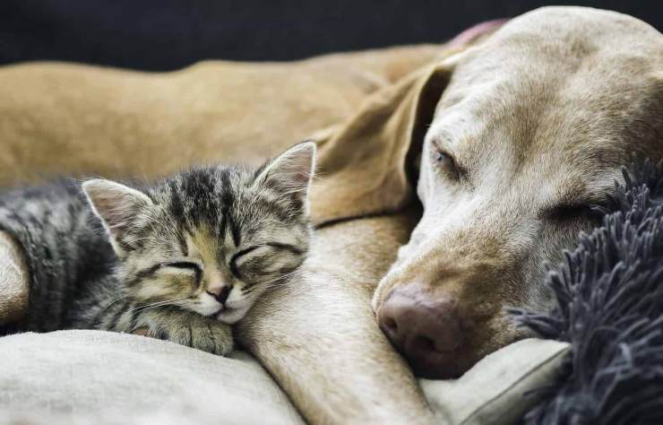 I cani e i gatti costano di più