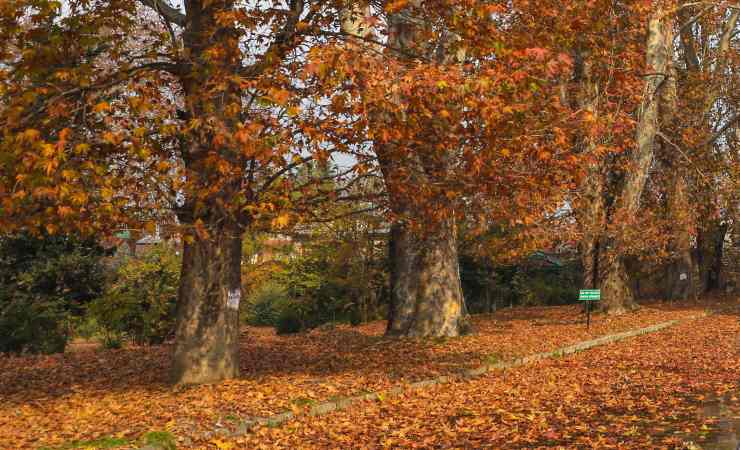 bonus giardino fino a 1800 euro